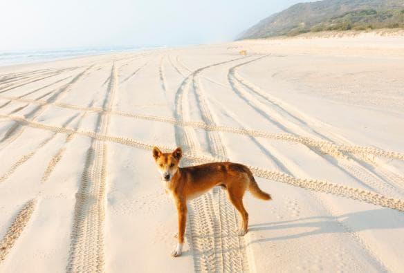 K'gari, Queensland ©Tourism and Events Queensland