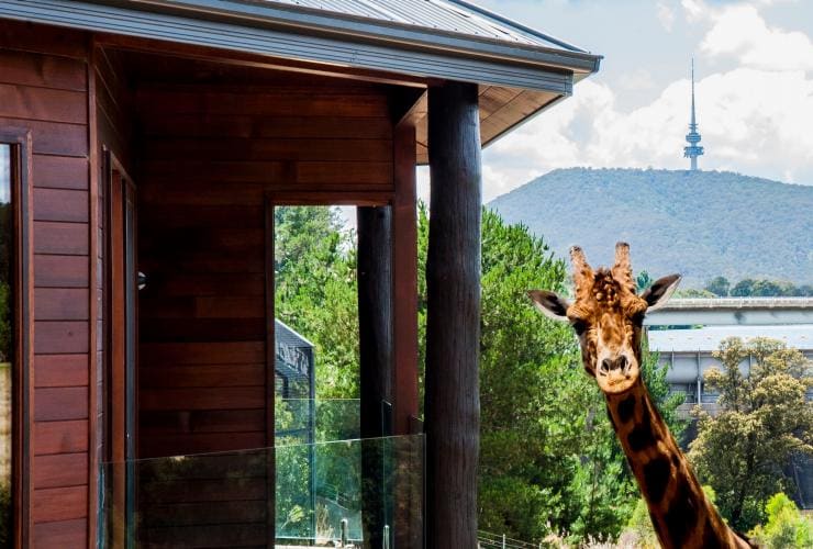 Eine Giraffe blickt in die Kamera und steht mit dem Kopf in der Nähe einer Villa der Jamala Wildlife Lodge, Canberra, Australian Capital Territory © VisitCanberra