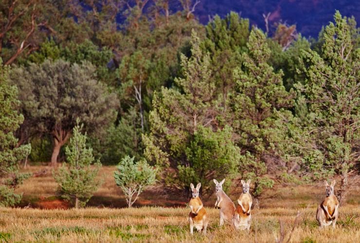 Ein Kängurugruppe steht in der Nähe einer Baumgruppe an der Rawnsley Park Station im Gras, Flinders Ranges, Südaustralien © Maxime Coquard