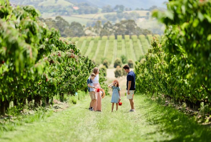 Eine Familie steht in einer Kirschplantage, Cherry Hill Orchard, Yarra Valley, Victoria © Tourism Australia