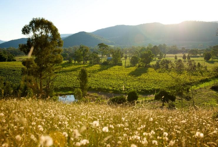 Eine üppig grüne Landschaft mit Weinbergen und Bäumen, King Valley, Victoria © Visit Victoria
