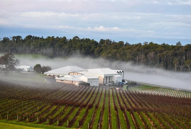 Ein Weinkeller in einem Weinberg mit tief hängenden Wolken, House of Arras Sektkellerei, Tamar Valley, Tasmanien © House of Arras