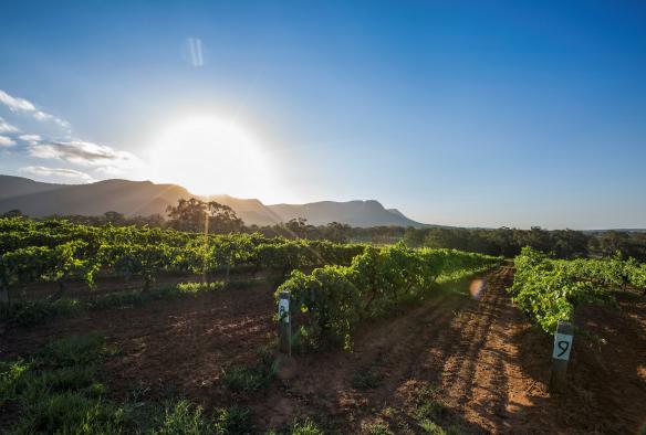 Tyrrell's Wines, Hunter Valley, New South Wales © Destination NSW