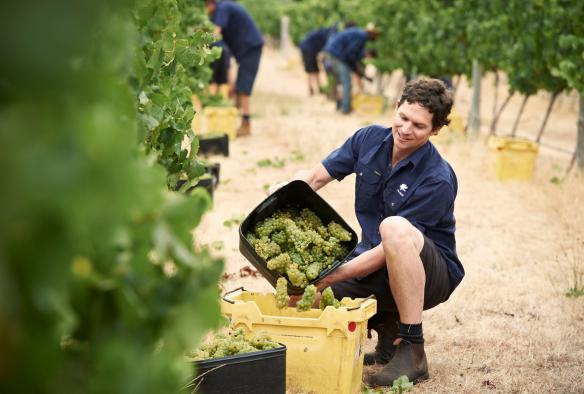 Vasse Felix, Margaret River, Westaustralien © Vasse Felix