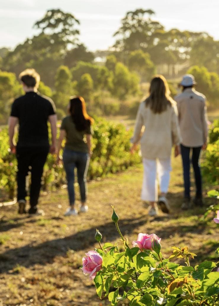 Eine Gruppe spaziert durch einen Rosengarten auf der Jurlique Farm, Adelaide Hills, Südaustralien © Tourism Australia 