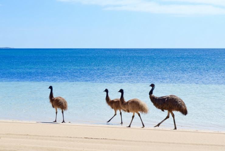 Eine Gruppe von Emus geht am Strand entlang, Coffin Bay National Park, Eyre Peninsula, Südaustralien © Emma Curran