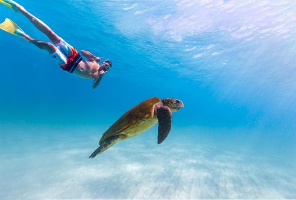 Schwimmen mit Unechten Karettschildkröten, Ningaloo Reef, Westaustralien © Tourism Western Australia