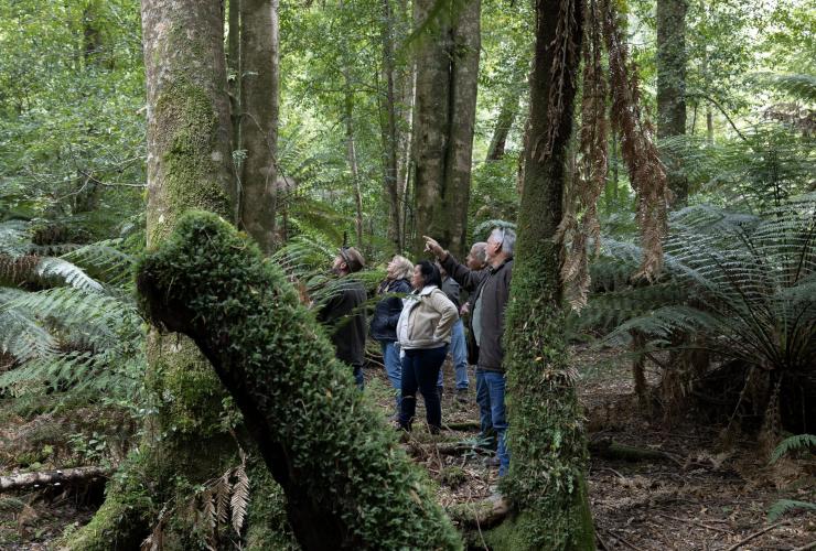 Eine Gruppe von Menschen mit einem Guide in einem Wald, Pepper Bush Adventures, Nordtasmanien, Tasmanien © Tourism Australia