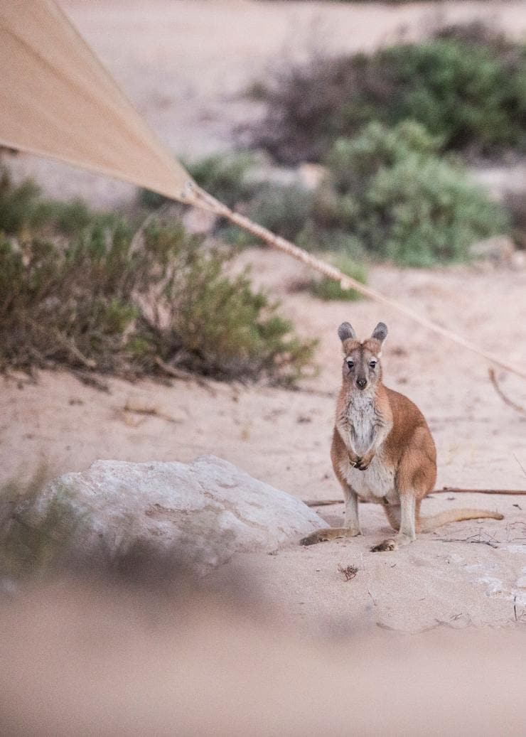 Wallaby im Sal Salis, Ningaloo Reef, Westaustralien © Sal Salis Ningaloo Reef