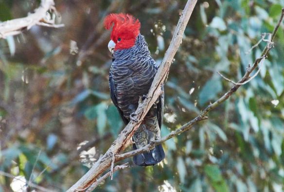 Ein Helmkakadu mit roten Federn auf dem Kopf in einem Baum, Wildlife Wonders, Great Ocean Road, Victoria © Regent Photography/Wildlife Wonders