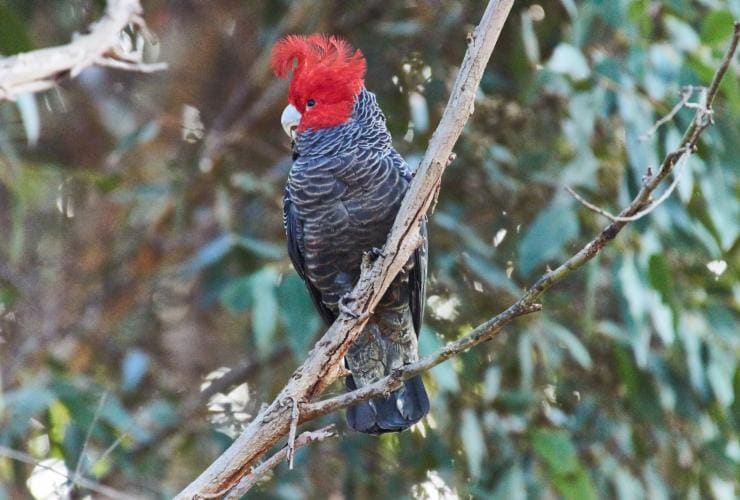 Ein Helmkakadu mit roten Federn auf dem Kopf in einem Baum, Wildlife Wonders, Great Ocean Road, Victoria © Regent Photography/Wildlife Wonders