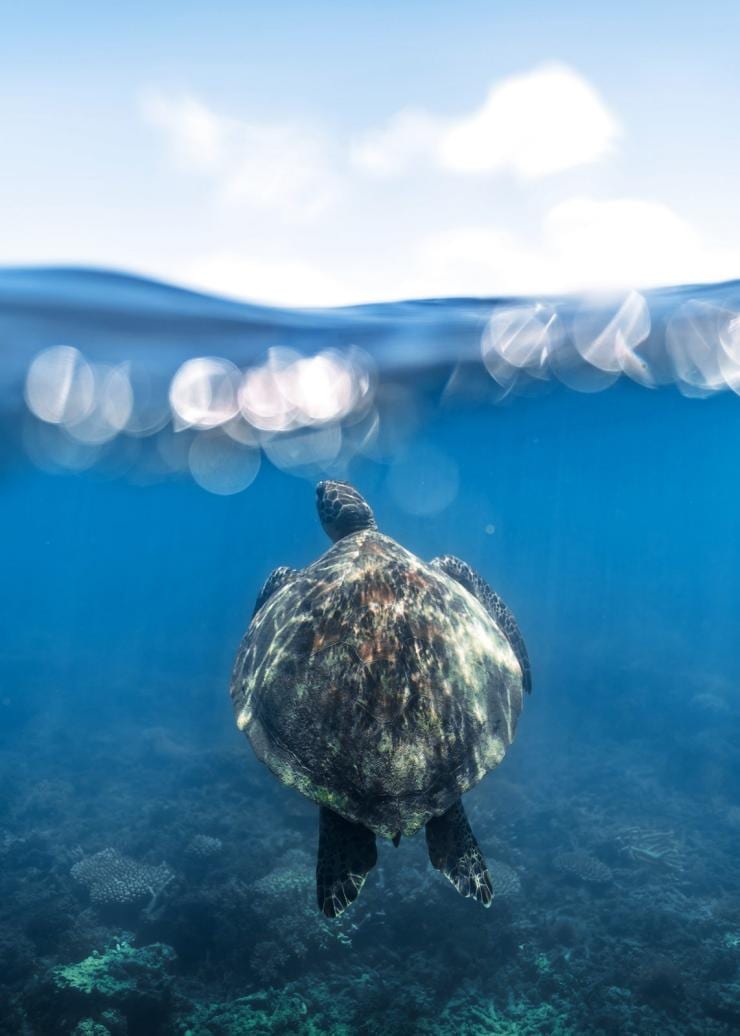 Unterwasserfoto einer Schildkröte, die zur Meeresoberfläche schwimmt, Fitzroy Island, Tropischer Norden Queenslands, Queensland © James Vodicka