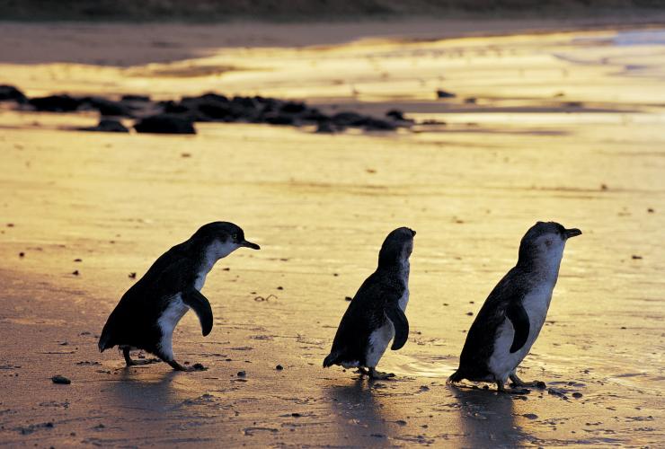 Pinguine watscheln auf dem Sand im Phillip Island Nature Park, Phillip Island, Victoria © Phillip Island Nature Park