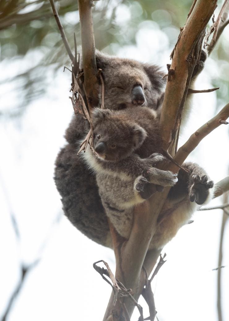 Koalas, Great Ocean Road, Victoria © Mark Watson/Visit Victoria