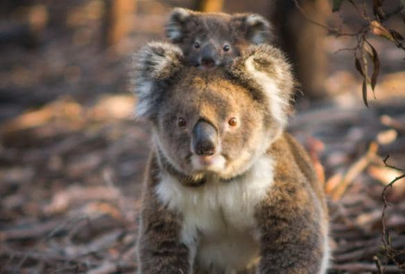 Ein Koalababy, das sich am Rücken seiner Mutter festklammert, späht zwischen ihren Ohren hervor, während sie über den Boden des Flinders Chase National Park läuft, Kangaroo Island, Südaustralien © Sam Morgan