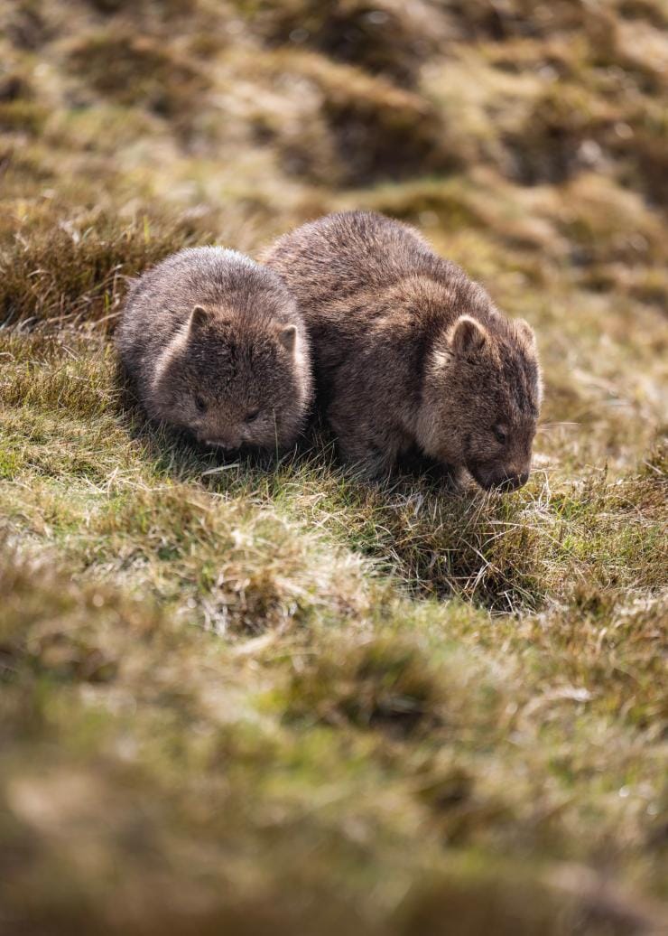 Wombats, Cradle Mountain, Tasmanien © Dearna Bond