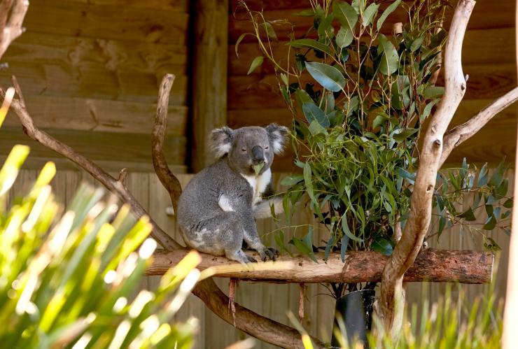 Ein niedlicher Koala frisst im Symbio Wildlife Park Eukalyptusblätter, Helensburgh in der Illawarra Region, New South Wales © Destination NSW