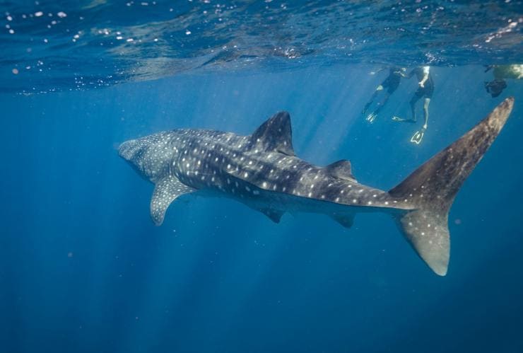 Schnorchler schwimmen mit einem Walhai während einer Tour mit Exmouth Dive & Whalesharks Ningaloo, Ningaloo Reef, Westaustralien © Tourism Australia 