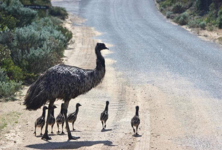 Ein Emu mit Küken geht an der Straße entlang, Coffin Bay National Park, Eyre Peninsula, Südaustralien © David Doudle 