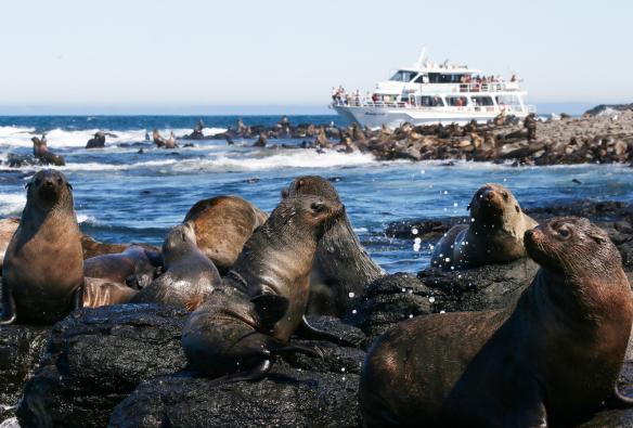 Gruppen von Pelzrobben schwimmen im Meer und ruhen sich auf Felsen aus, im Hintergrund ein Boot von Wildlife Coast Cruises, Phillip Island, Victoria © Wildlife Coast Cruises 
