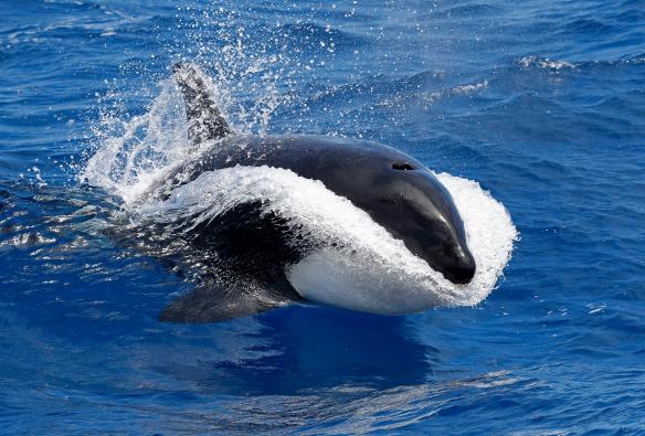Ein Orca springt während einer Tour mit Naturaliste Charters ins Wasser, Bremer Bay, Westaustralien © Keith Lightbody