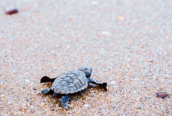Eine junge Schildkröte an einem Strand am Rand des Wassers, Mon Repos, Southern Great Barrier Reef, Queensland © Jewels Lynch/Tourism Events Queensland