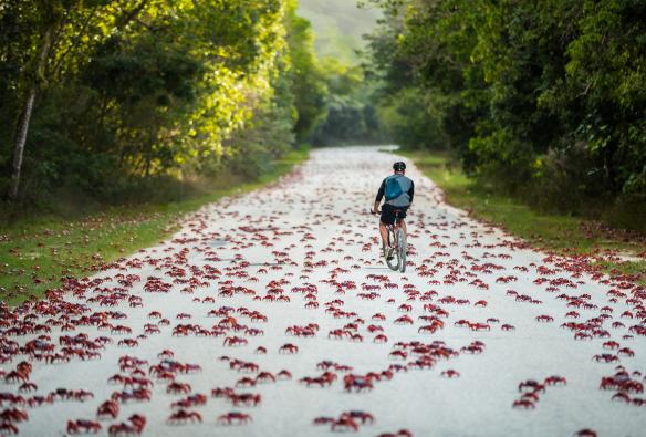Eine Person fährt während der Wanderung der roten Krabben mit dem Fahrrad auf einem von Bäumen gesäumten und mit Krabben bedeckten Weg Fahrrad, Weihnachtsinsel © Christmas Island Tourism Association