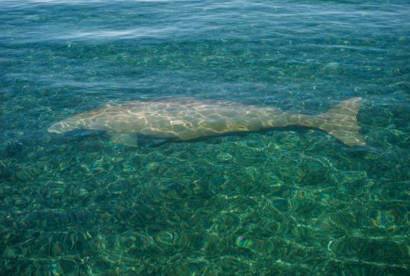 Dugong in der Nähe des Dirk Hartog Island National Park, Westaustralien © Tourism Western Australia