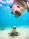 Zwei Seelöwen blicken neugierig in eine Unterwasserkamera © Tourism Australia
