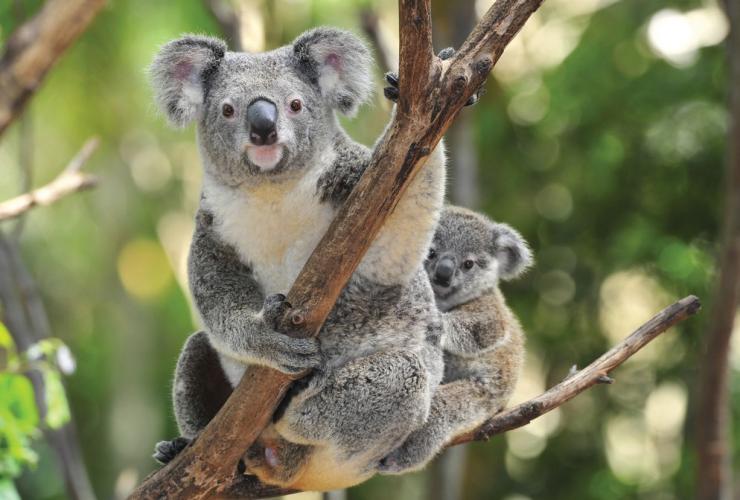Ein Koala sitzt mit seinem Jungen in einem Baum und beide schauen in die Kamera, Raymond Island, Gippsland, Victoria © Visit Victoria 