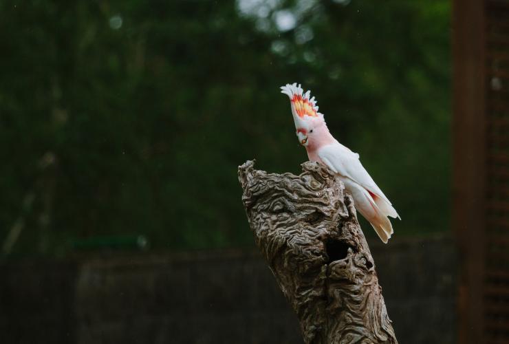 Ein rosafarbener Vogel mit hochstehenden Federn auf dem Kopf steht auf einem Ast im Healesville Sanctuary, Healesville, Victoria © Roberto Seba/Visit Victoria
