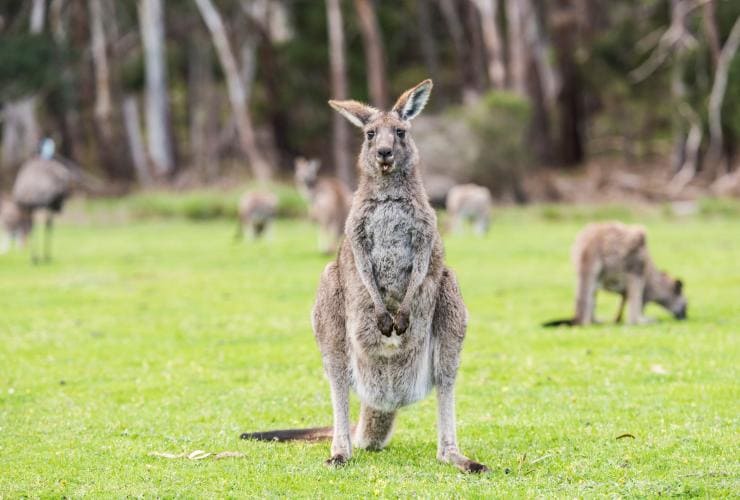 Eine Gruppe Kängurus auf einer Grasfläche, im Vordergrund ein großes Känguru, das die Zunge herausstreckt, Grampians, Victoria © Rob Blackburn Photography