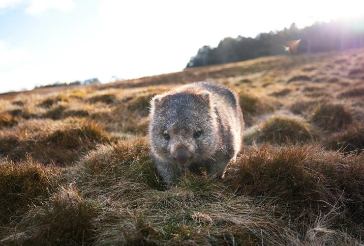 Ein Wombat steht im Gras auf dem Cradle Mountain, Tasmanien © Daniel Tran 