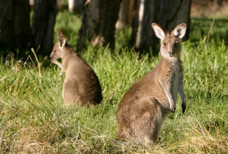 Östliche Graue Riesenkängurus auf einer grasbewachsenen Fläche mit Boutique Wildlife Tours in den Southern Highlands, New South Wales © Boutique Wildlife Tours