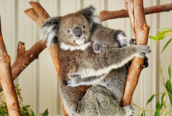Koalas in einem Baum im Caversham Wildlife Park, Swan Valley, Westaustralien © Western Australia