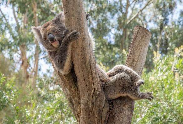 Ein Koala späht hinter einem Ast hervor, Kangaroo Island Wildlife Park, Kangaroo Island, Südaustralien © Tourism Australia