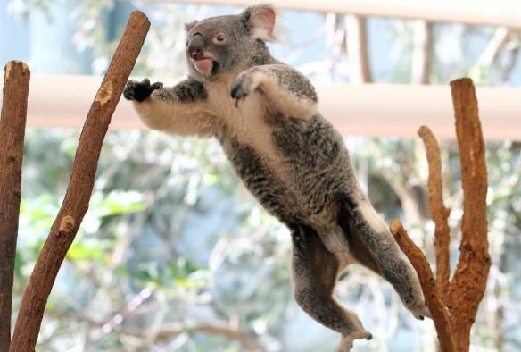 Ein Koala springt von einem Ast zum anderen im Lone Pine Koala Sanctuary, Brisbane, Queensland © Lone Pine Koala Sanctuary