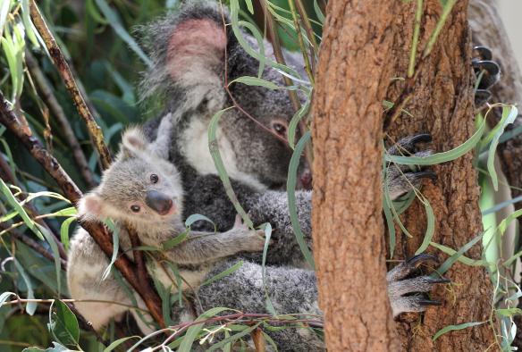 Ein Koalababy sieht in die Kamera, während es sich in einem Baum am Rücken seiner Mutter festklammert, Lone Pine Koala Sanctuary, Brisbane, Queensland © Lone Pine Koala Sanctuary