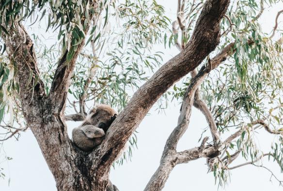 Ein Koala schläft in einem Eukalyptusbaum auf Raymond Island, Victoria © everyday nicky 