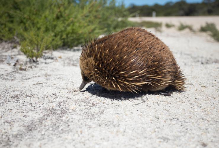 Ein Schnabeligel auf dem weißen Sand von Flinders Island, Tasmanien © Tourism Australia 
