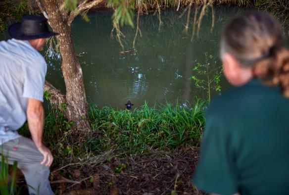Zwei Personen schauen bei einer Tour mit Wait-A-While Rainforest Tours in einen Teich, Cairns, Queensland © Tourism and Events Queensland 