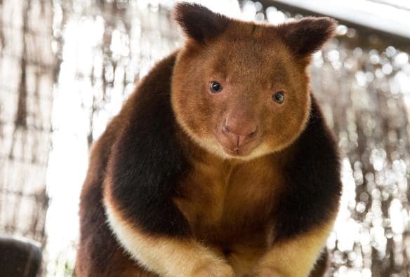 Ein Baumkänguru steht auf einem Ast mit einem Seil und blickt in die Kamera, Adelaide Zoo, Adelaide, Südaustralien © Tourism Australia