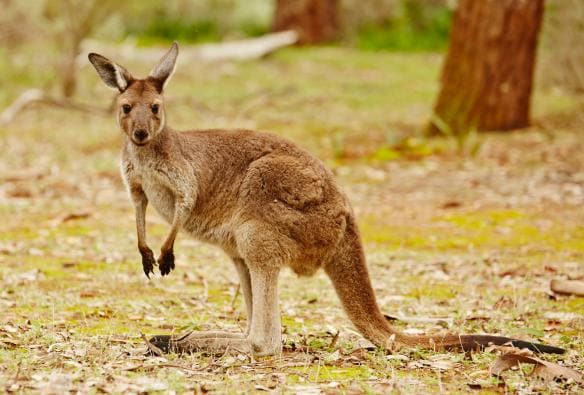 Ein Känguru steht zwischen Bäumen im Gras, Wilpena Pound, Flinders Ranges, Südaustralien © Maxime Coquard