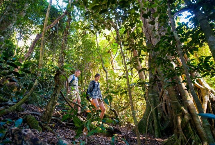 Zwei Personen wandern durch einen üppigen grünen Regenwald, O’Reilly’s Rainforest Retreat, Lamington National Park, Queensland © O’Reilly’s Rainforest Retreat
