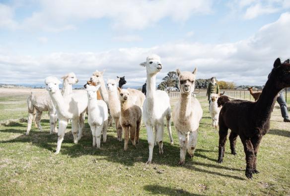 A curious bunch of white, beige, black and brown alpacas face the camera. They stand on a green, grassy paddock, with an overcast sky above at Blackwattle Alpaca Farm, Canberra, Australian Capital Territory © Tourism Australia