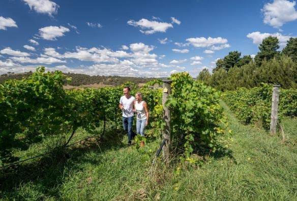 Two people walk among the green, luscious grapevines of Mount Majura Vineyard, Canberra, Australian Capital Territory © Tourism Australia
