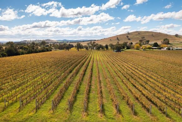 An overhead landscape photo shows rows of grapevines surrounded by trees and the cool, arid, hilly surrounds of the Canberra wine region, Canberra, Australian Capital Territory © Tourism Australia 