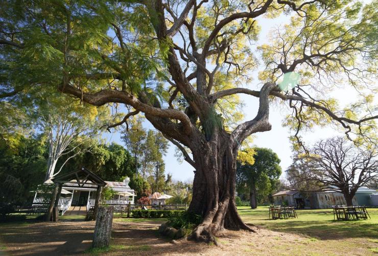 A large jacaranda tree over a homestead, Scenic Rim Farm Shop and Cafe, Kalbar, Queensland © Tourism Australia