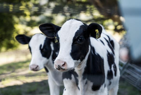 Two dairy calves stand together looking at the camera at Pyengana Dairy, East Coast Tasmania, Tasmania © Tourism Australia