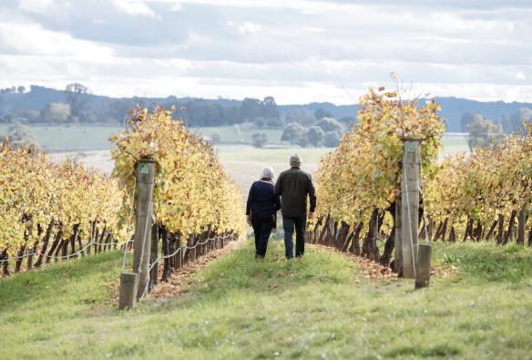 Two people, with their backs to the camera, walk side by side through rows of  vines at Wines, Riverina, New South Wales © Tourism Australia
